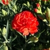 Dianthus caryophyllus 'Can Can Scarlet' -- Garten-Nelke